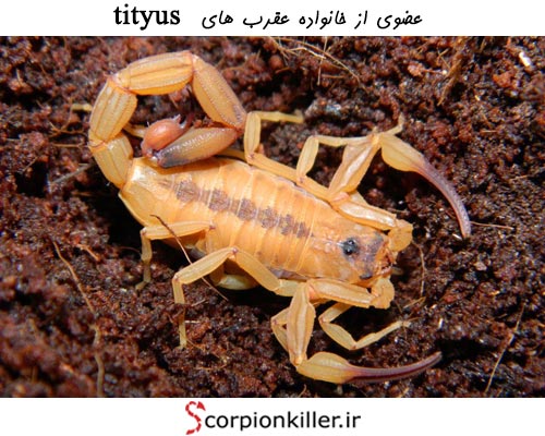 بروز سندرم های مختلف ناشی از عقرب گزیدگی خانواده tityus 
