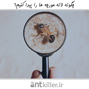 چگونه لانه مورچه ها را پیدا کنیم؟